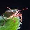 Backyard Species that Invade Your House
